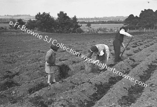 SOWING POTATOES